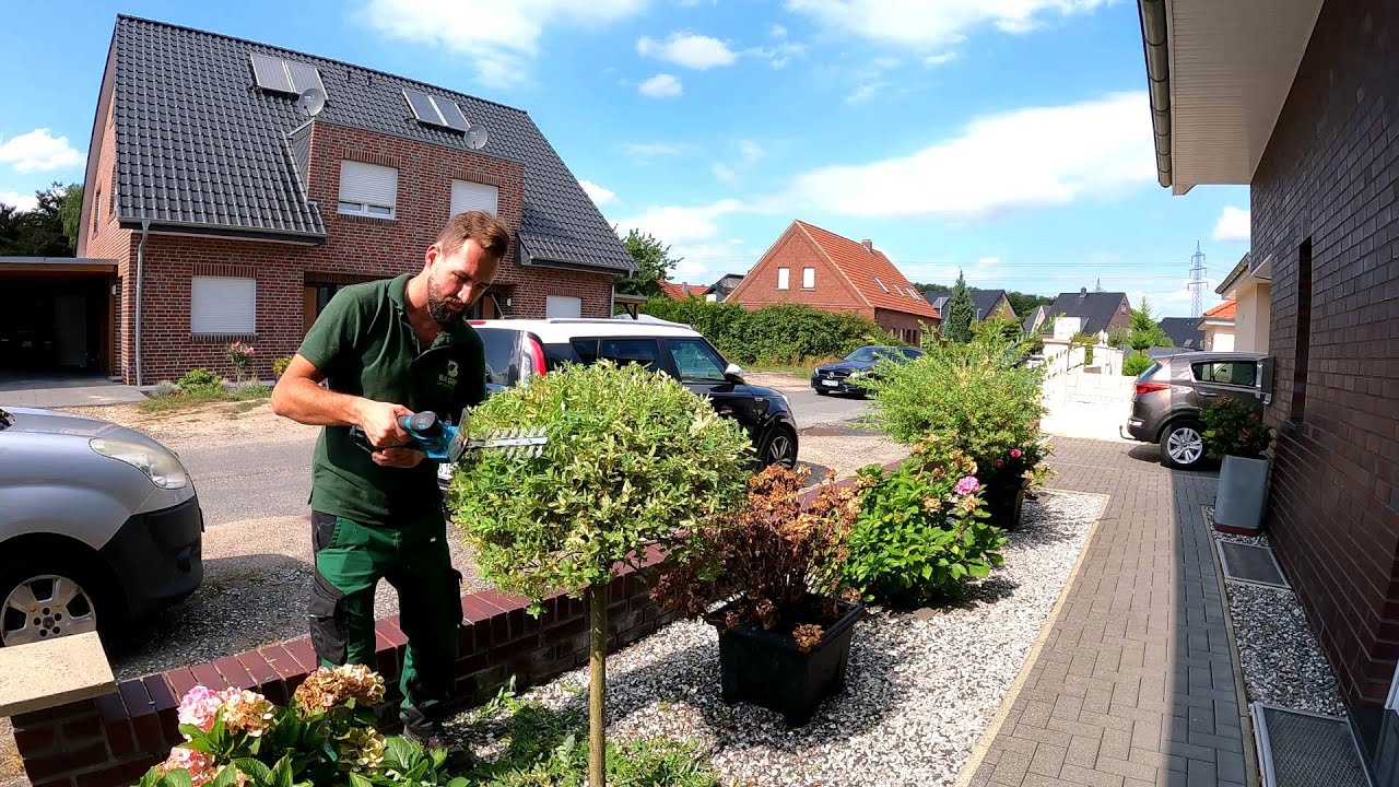 I'm PRUNING my two Dappled WILLOW Hakuro Nishiki