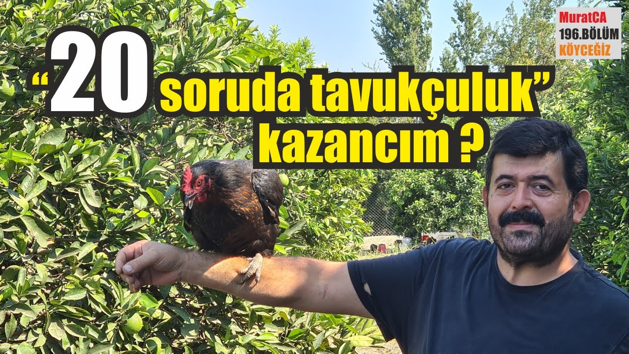 100 TAVUK İLE TAVUK İŞİNE GİRİLİR Mİ ? Tavuk işi yapacaklar mutlaka izleyin!