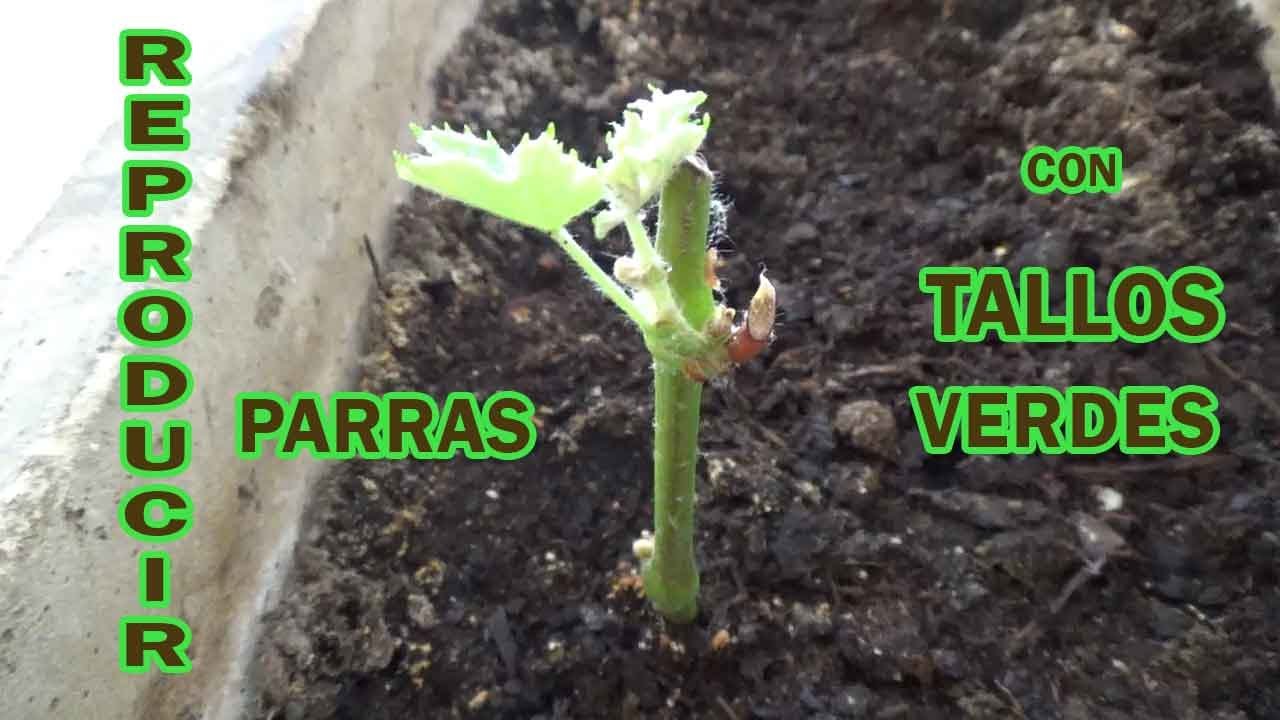 REPRODUCIR PARRAS por ESQUEJES o TALLOS VERDES