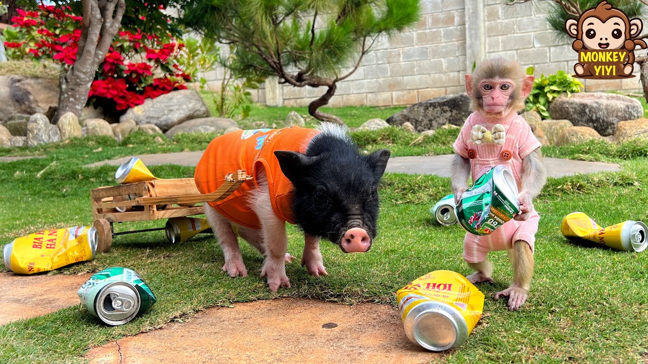 Smart Un In collects scraps for sale and buys fruits for monkey Yumy and duckling