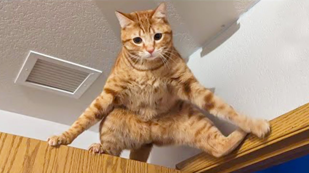 You Laugh, You Lose! 🤣 Funny Cat Videos 2026 😹 Part 94