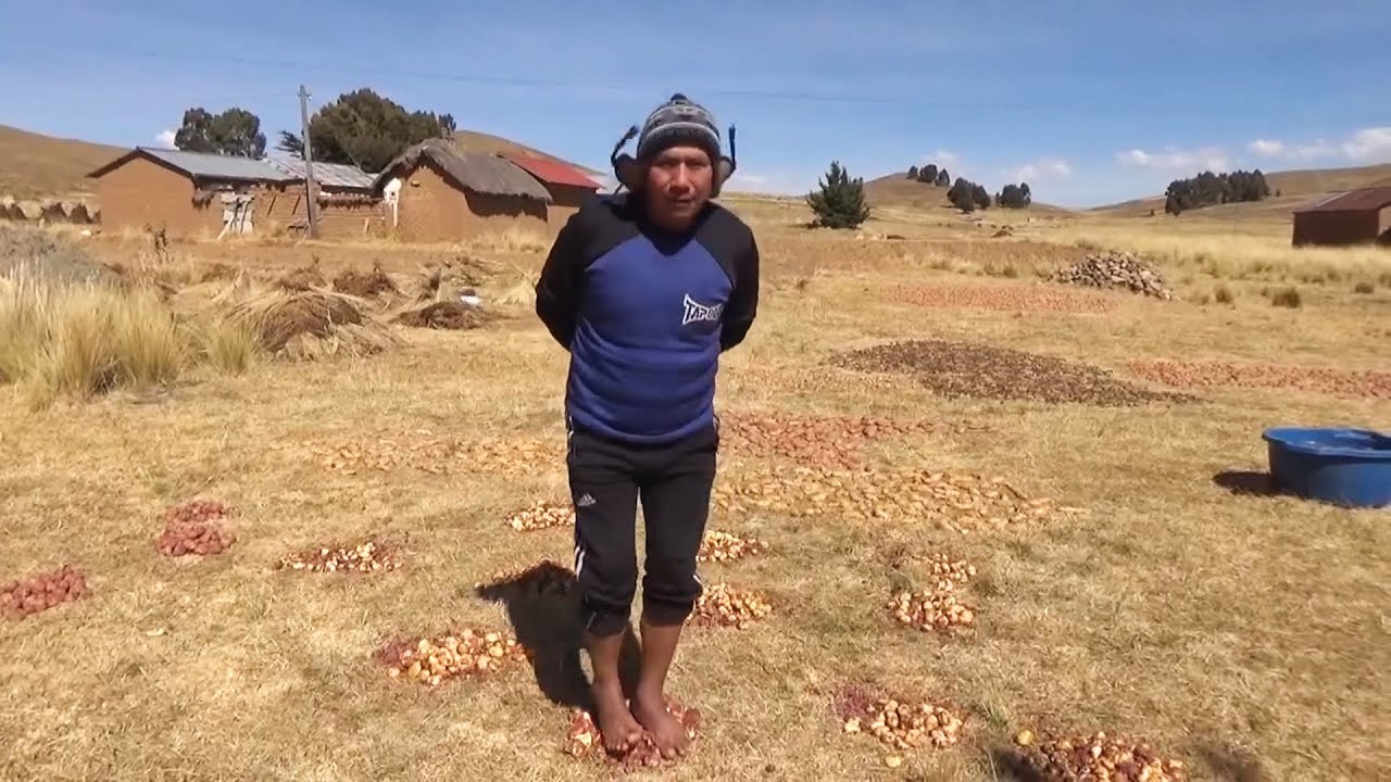 Así se HACEN LOS CHUÑOS, un alimento milenario de los AYMARAS. La Paz, Ñachoca Taraco,Lago Titicaca