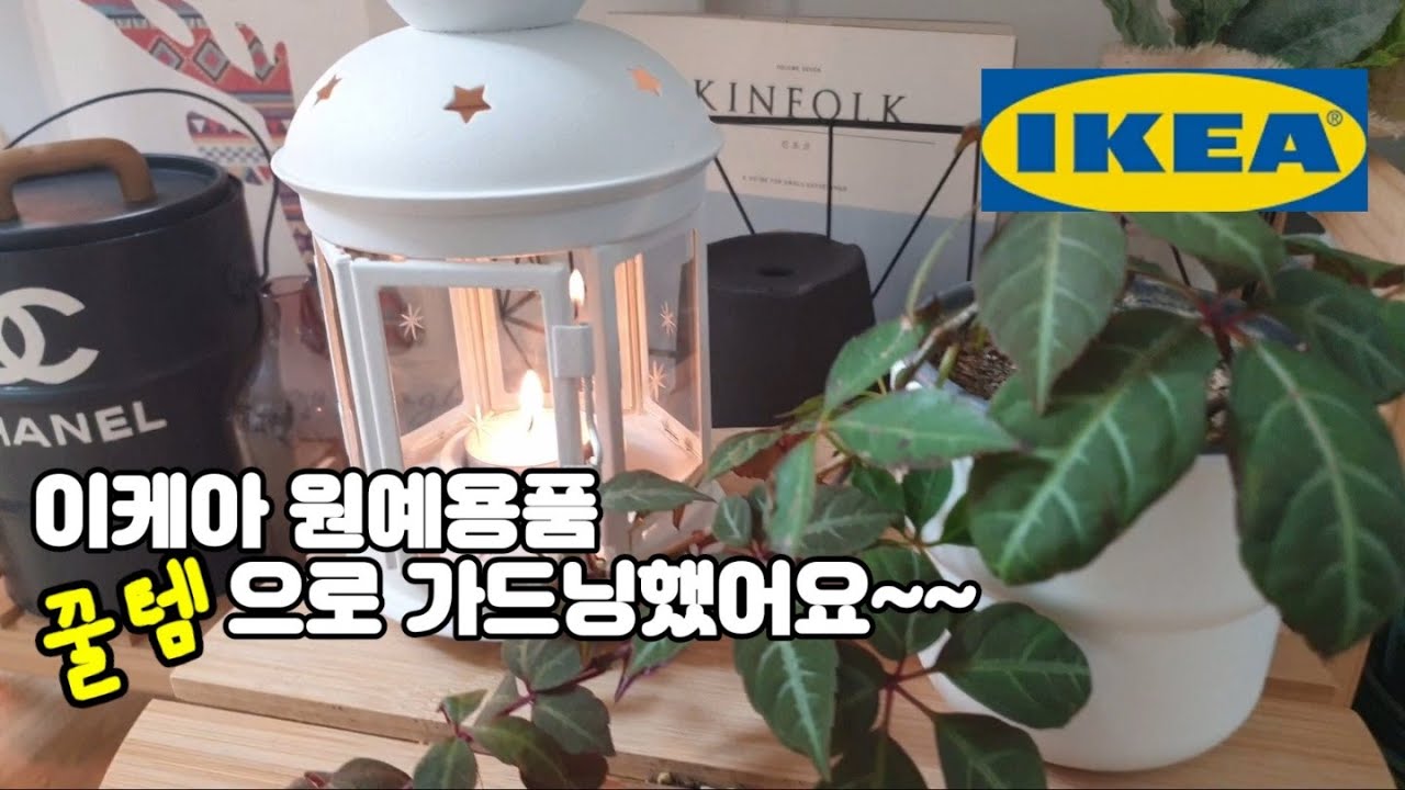 EP#45:이케아 원예용품 사용후기 보면서 예쁘게 잘자라는 식물도 보기/이케아꿀템으로 가드닝하기