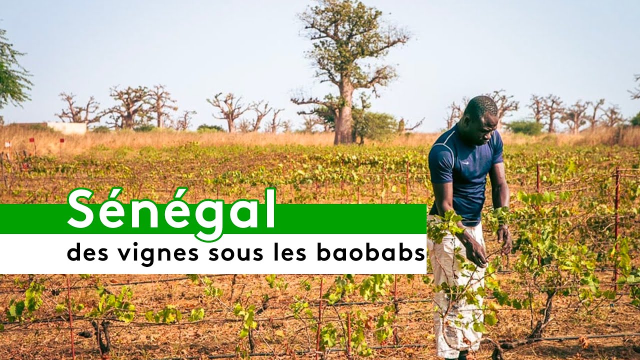 Sénégal : Des vignes sous les baobabs