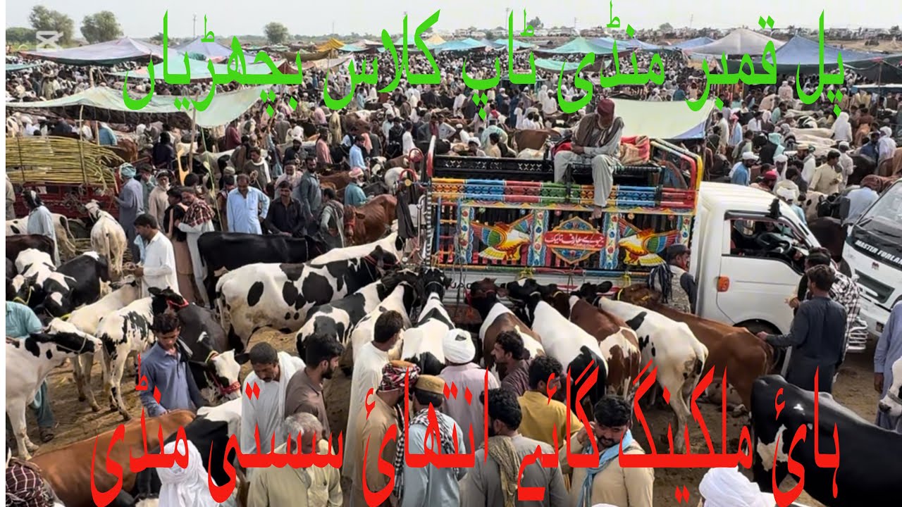 Pull qambar mandi today 7/10/25 #cow #pull #bachramandi #cowmandi #dera