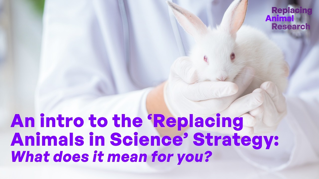 An intro to ‘Replacing Animals in Science’ Strategy: What does it mean for you?