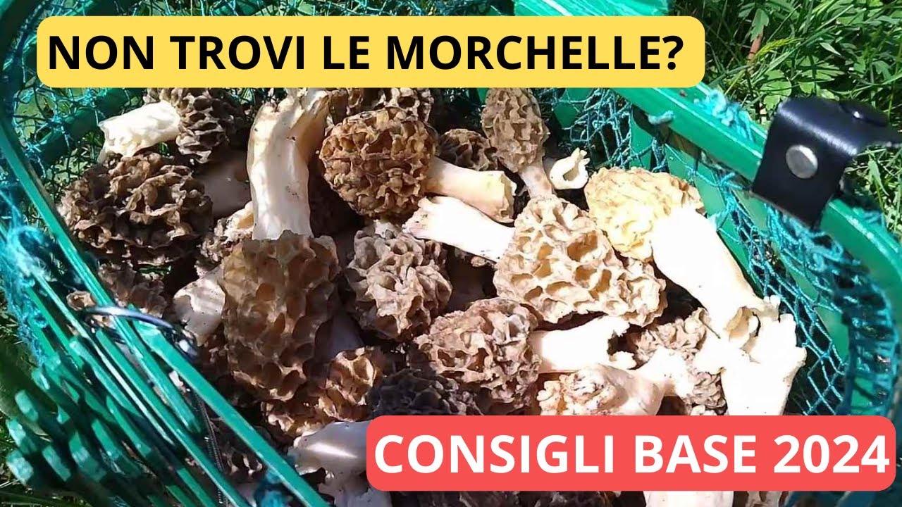 come trovare le MORCHELLE, consigli utili   aprile 2024