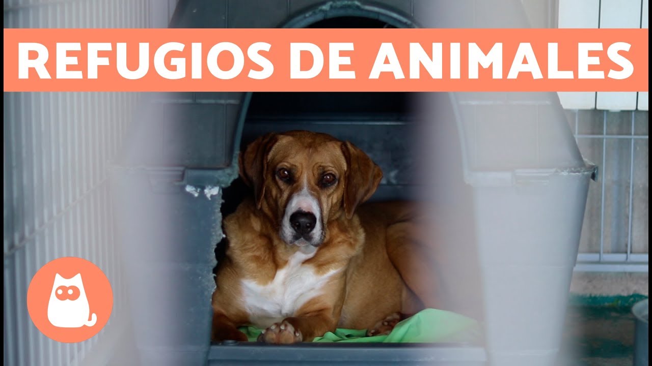 &iquest;C&oacute;mo funciona un refugio de animales?