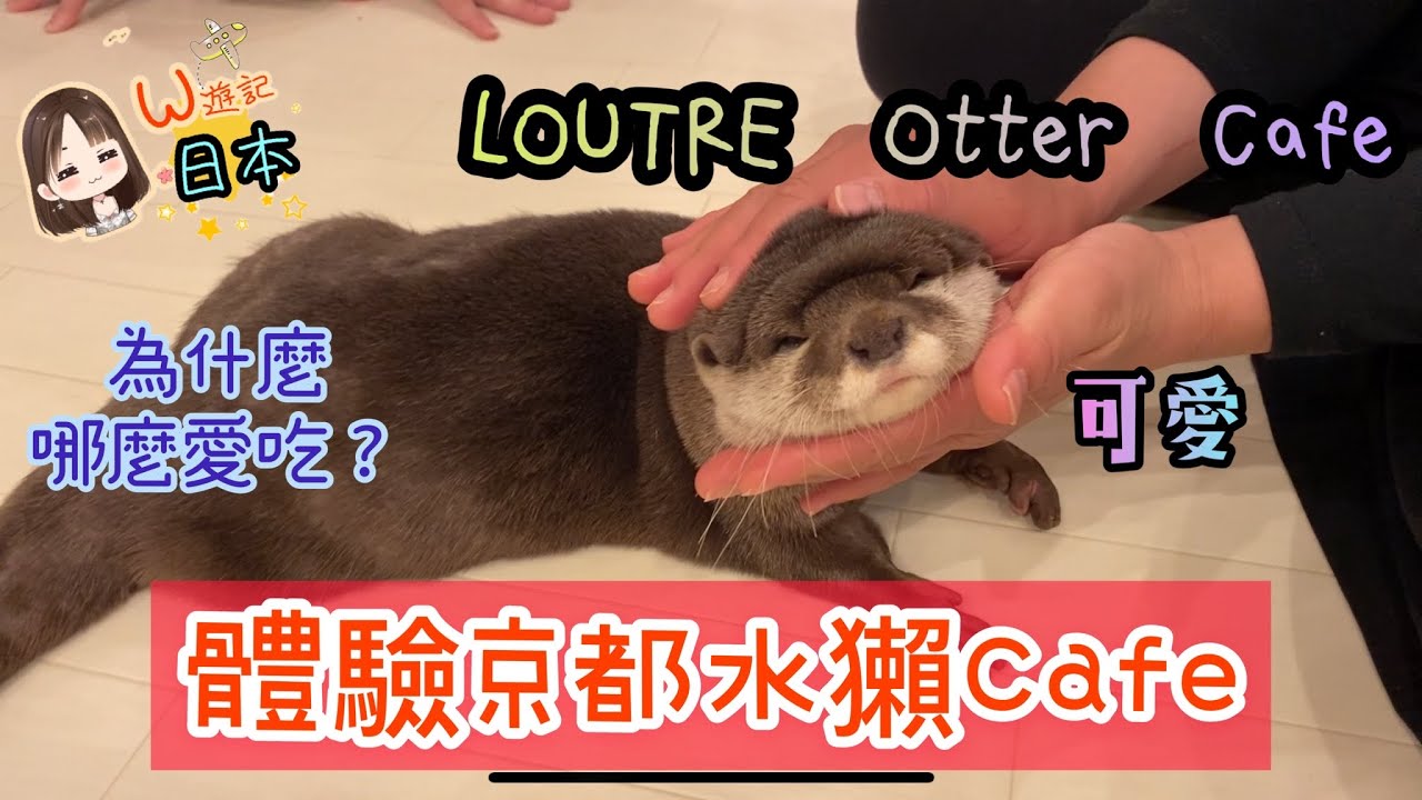 《W遊記-日本京都》體驗京都水獺Cafe ｜LOUTRE otter cafe l動物