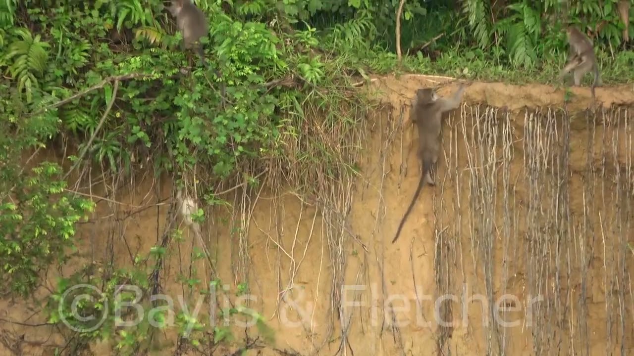 Long Tailed Macaques, Malaysia. 20220513_073800.uhd