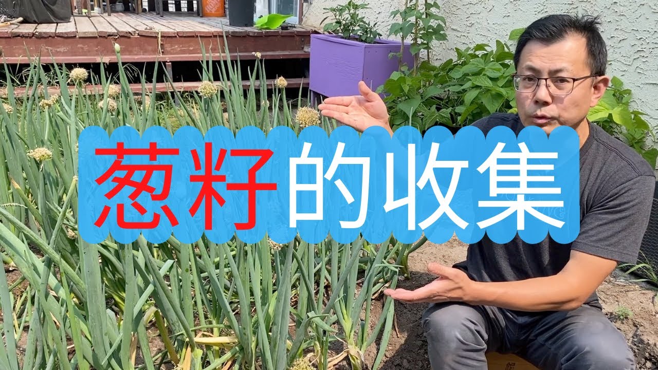 葱种子的收集， 如何采收葱籽，保存葱籽的三种方法，葱种子可以保存多久？这里一一为您解答！