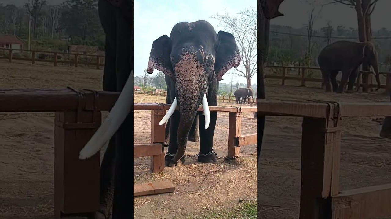 Elephant❤️ aana | 😱 #aanapremi #aanakeralam #dubareelephantcamp #aana