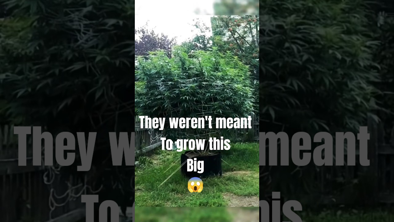 How Suburban Herb Grew MASSIVE 9ft Outdoor Plants with Just 3 Simple Ingredients!