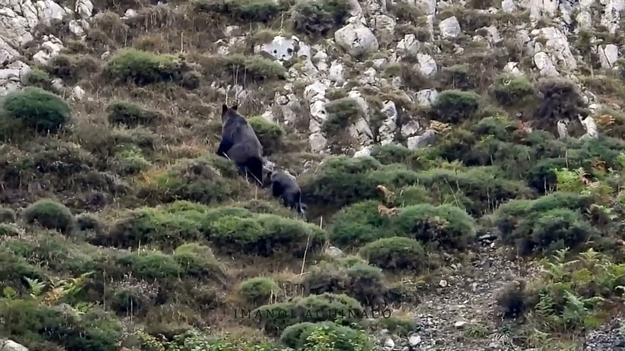 Infanticidio de oso pardo cantábrico. Somiedo (Asturias). 30 de Agosto de 2024.