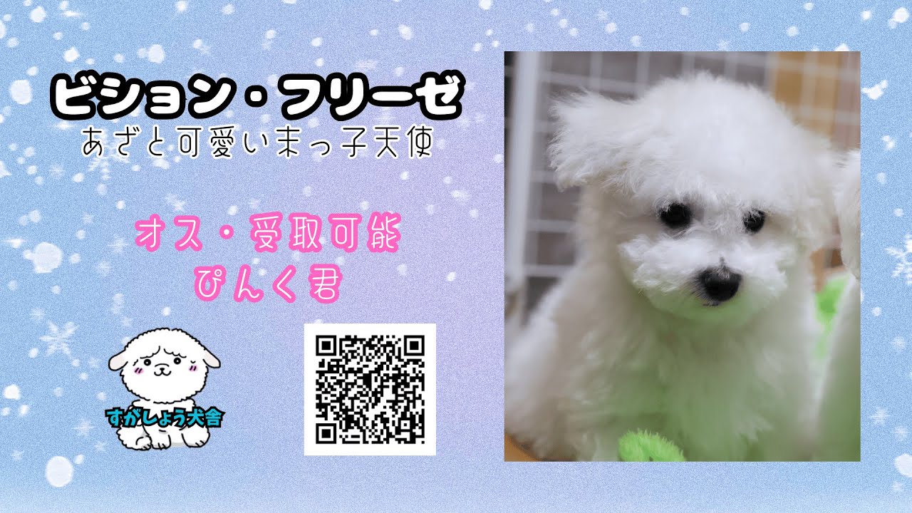 ビションフリーゼ(ピンク）受取可能【SUGASHO犬舎】