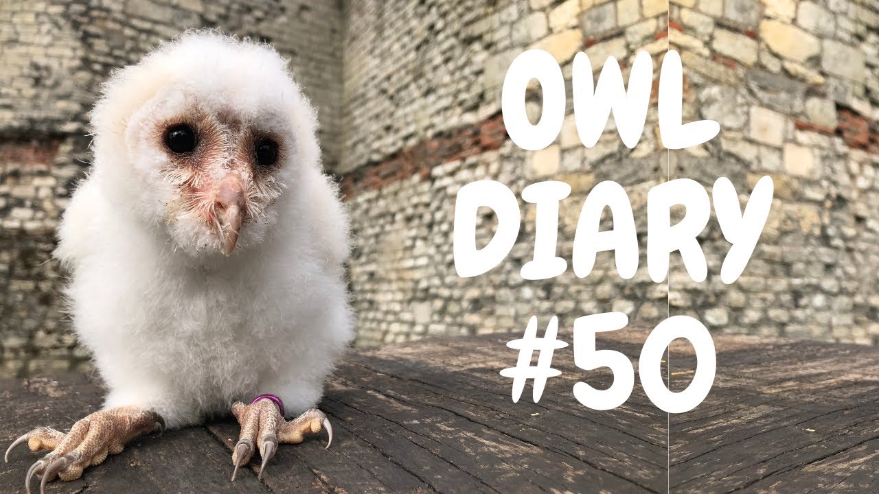 Owl Diary Episode 50 - Hand rearing a baby barn owl and an update from Ryan
