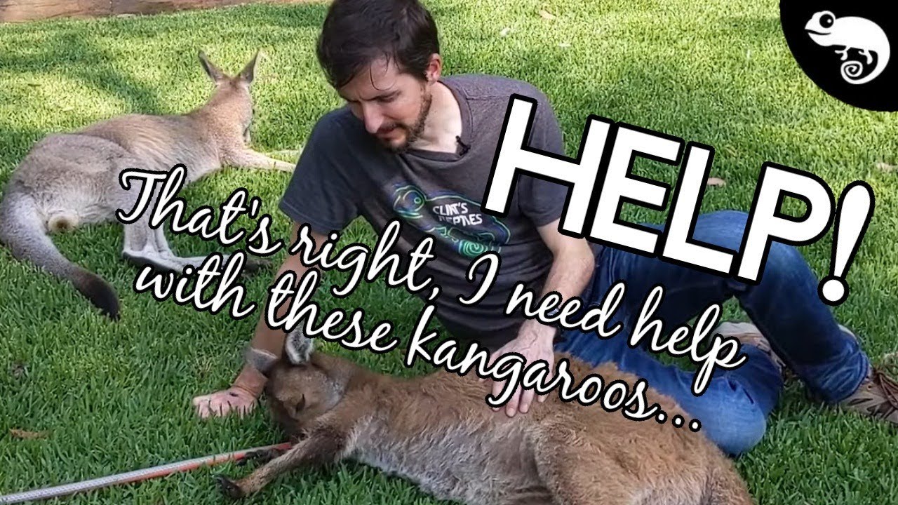 🔴LIVE Social Distancing with Clint: I Need Help With These Kangaroos (Week 41)