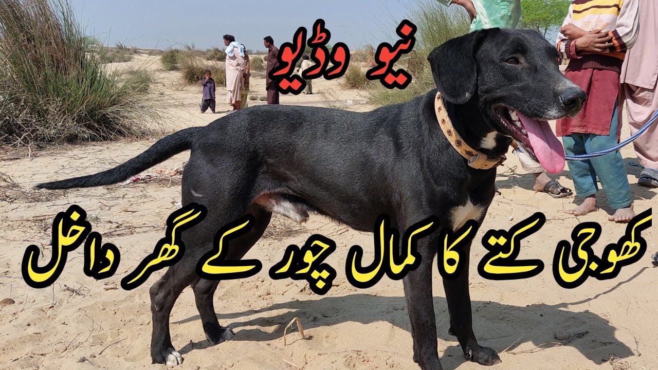 Khogi kutta||کھوجی کتے سچ یاجھوٹے4
