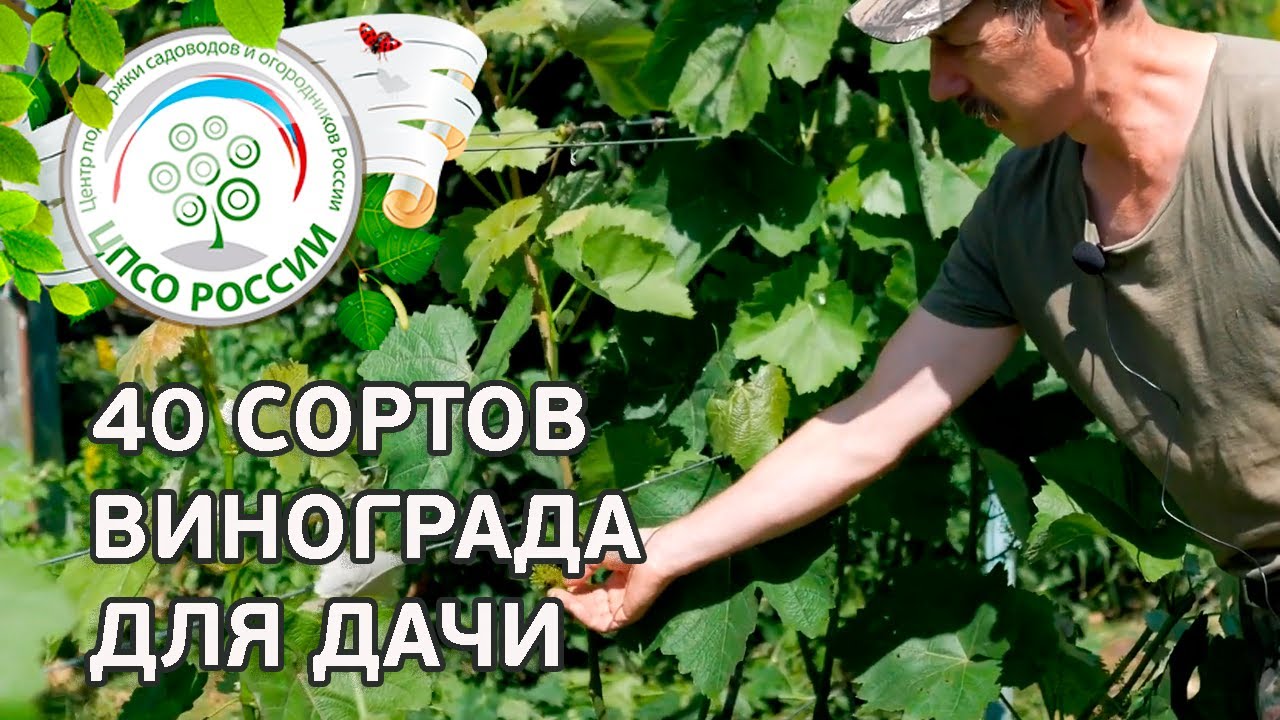 Какой сорт винограда выбрать для средней полосы. Описание сортов винограда и не только.