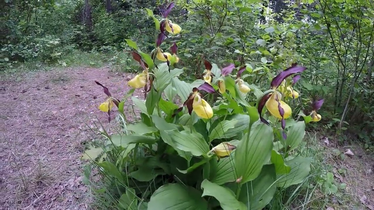 Der Orchideenweg bei Bad Bibra