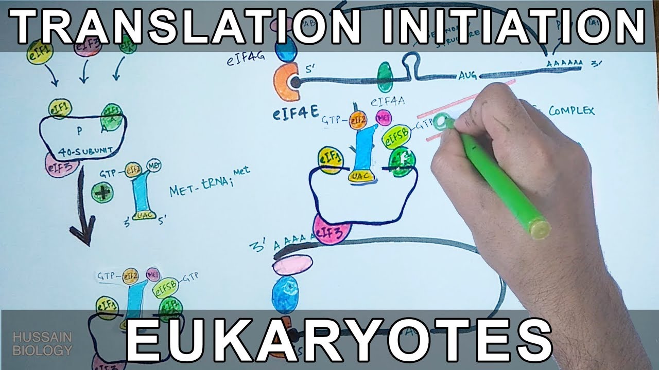 Translation Initiation in Eukaryotes