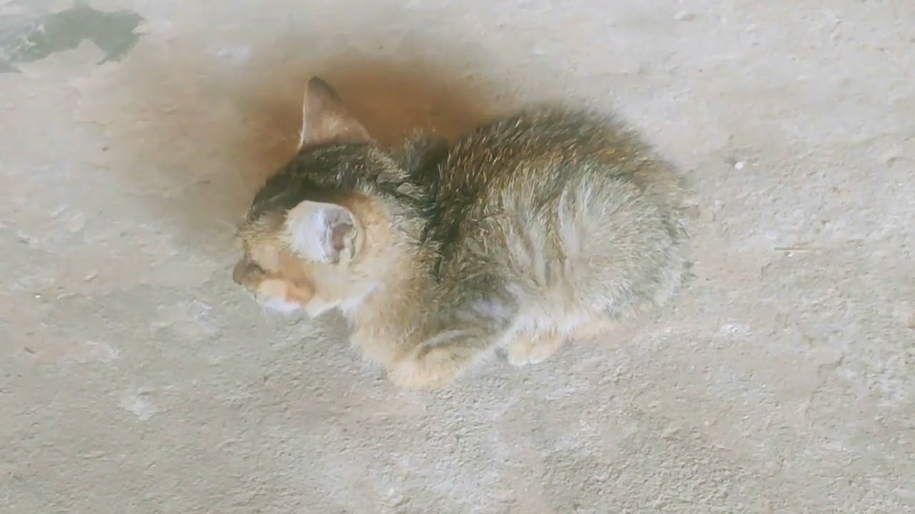 Heartwarming Kitten and Dog Share Food! 🥺 Best Friends Eating Together