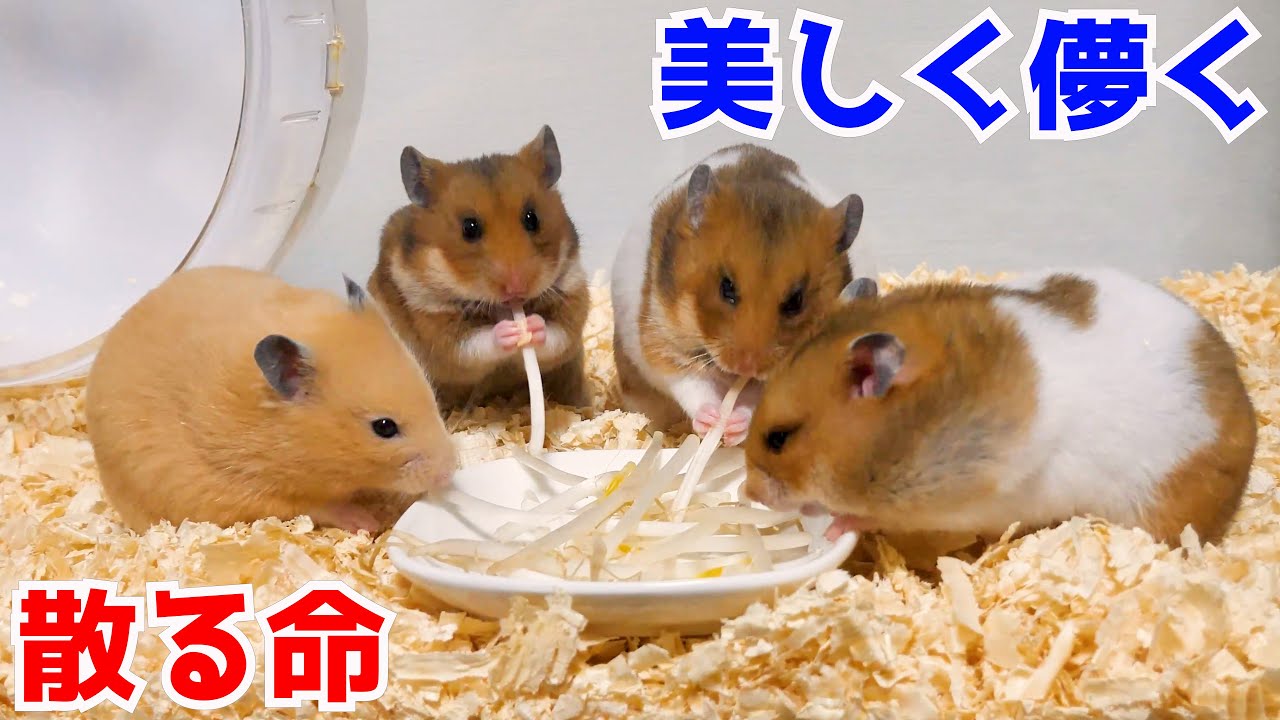 ハムスターの一生を5分にまとめました