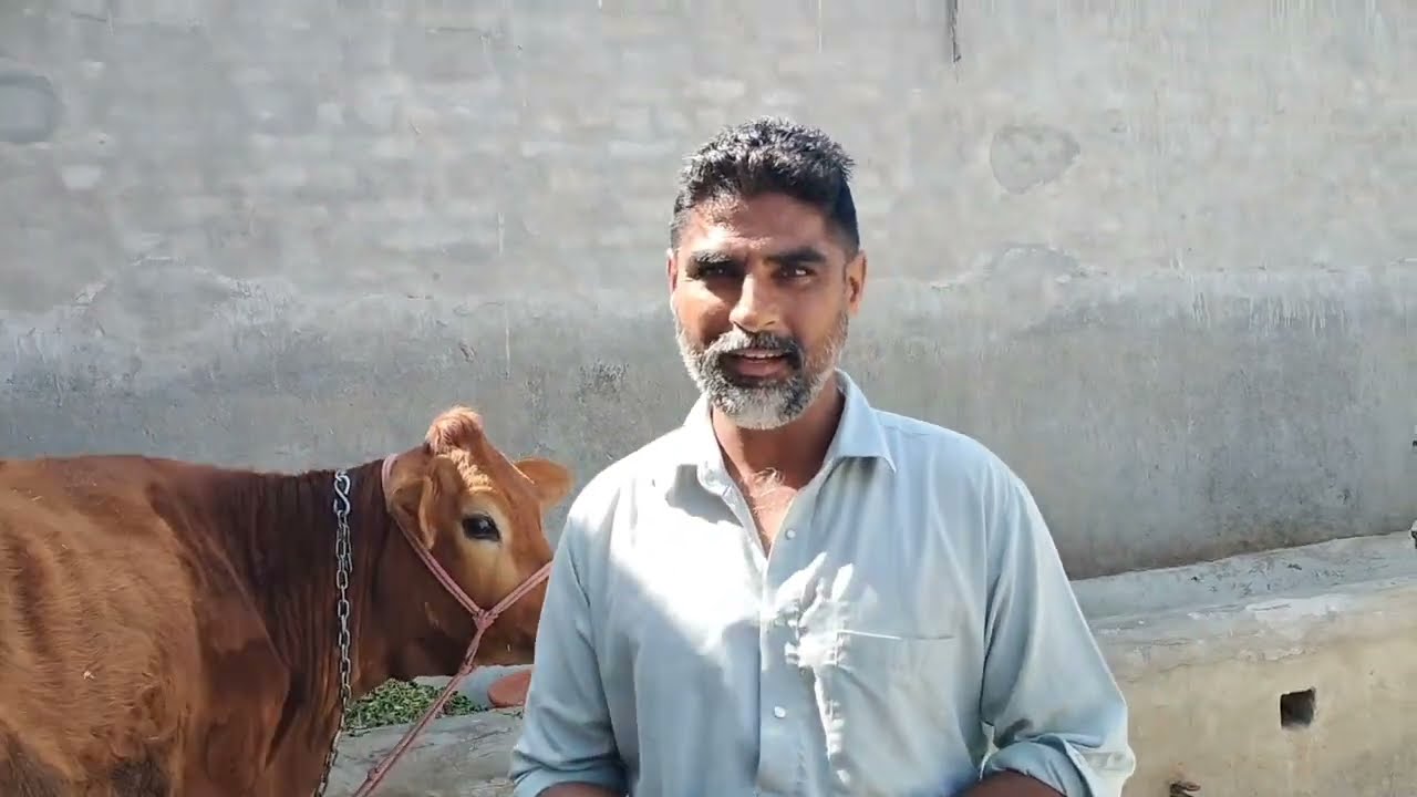 ਬਹੁਤ ਚੰਗੀ ਪਹਿਲਾ ਸੂਆ 2 ਦੰਦ ਜਰਸੀ ਵਹਿੜ ਵਿਕਾਊ❤️Highmilk 1st Timer Jersey Cow For Sale 