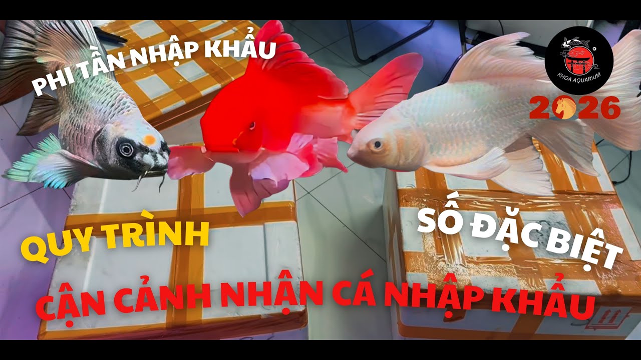 KHOA AQUARIUM | CẬN CẢNH QUY TRÌNH KHI NHẬP CÁ NHẬP TỪ TRUNG QUỐC VỀ VIỆT NAM SẼ NHƯ THẾ NÀO ???