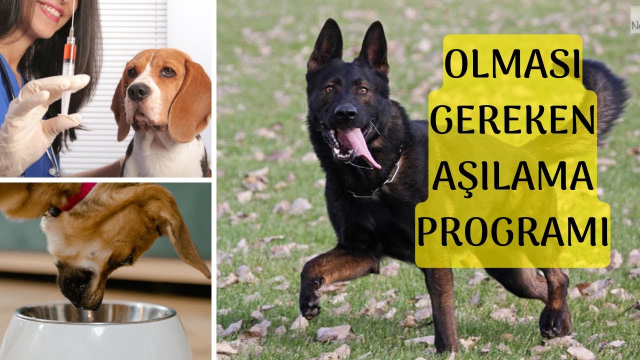 KÖPEĞİME KAÇ TANE AŞI YAPTIRMALIYIM? HANGİ AŞILAR KAÇ TEKRAR YAPILIR? İÇ DIŞ PARAZİT TEDAVİSİ NEDİR?