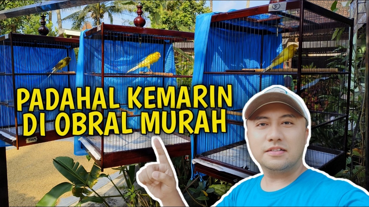 HAMPIR KEMARIN DIOBRAL‼️KONDISI KENARI RASMI SETELAH CUACA CERAH LAGI PASCA SERAK