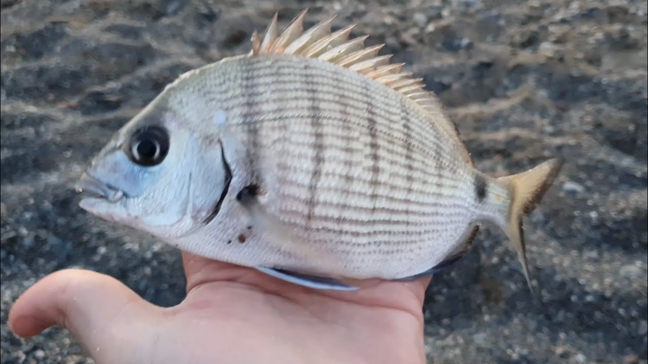 الصيد بالعجينة بطريقة الإجاصة - La Technique de la Poire pour Pêcher à la Pâte