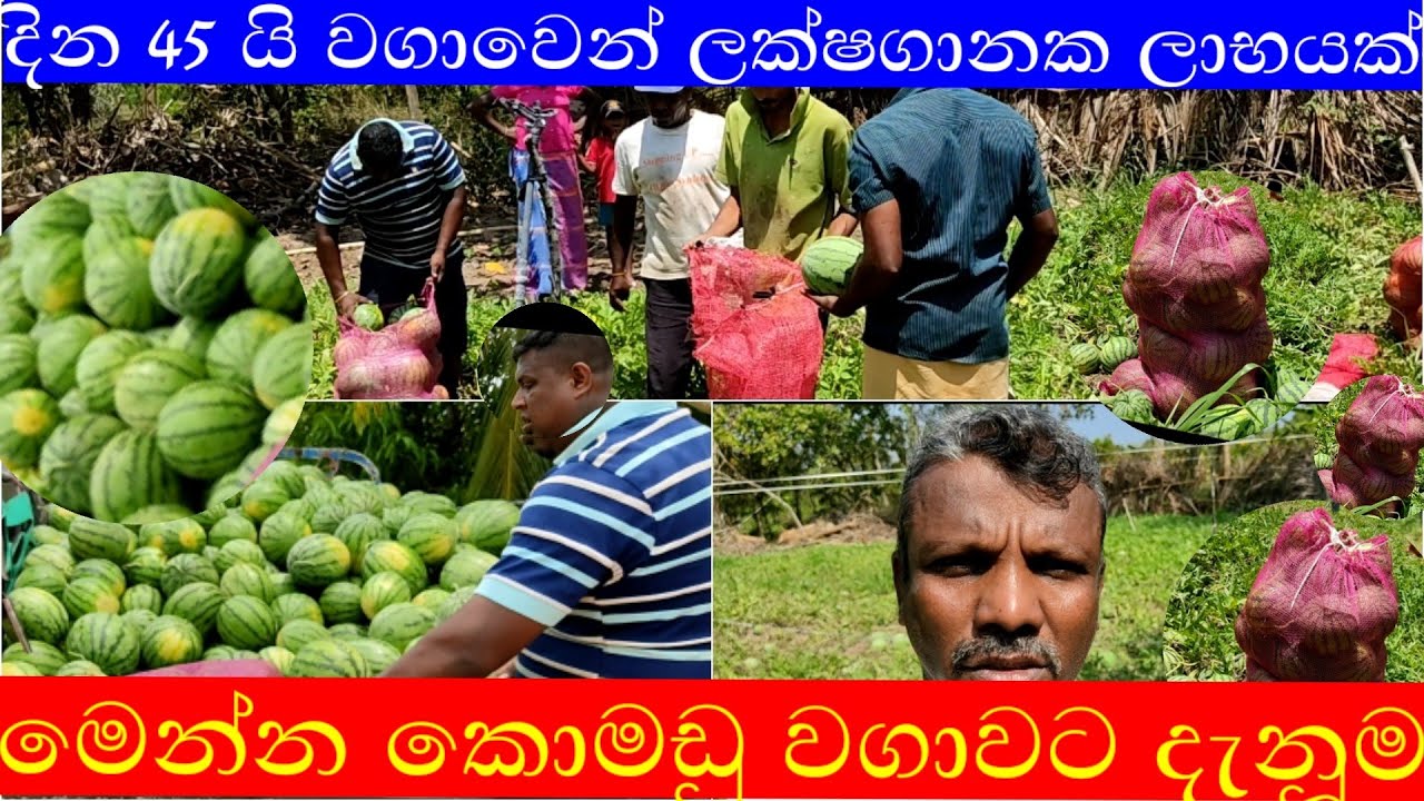 සාර්ථක කොමඩු වගාවකට මූලසිට අග දක්වා දැනූම| ඉක්මන්වගා