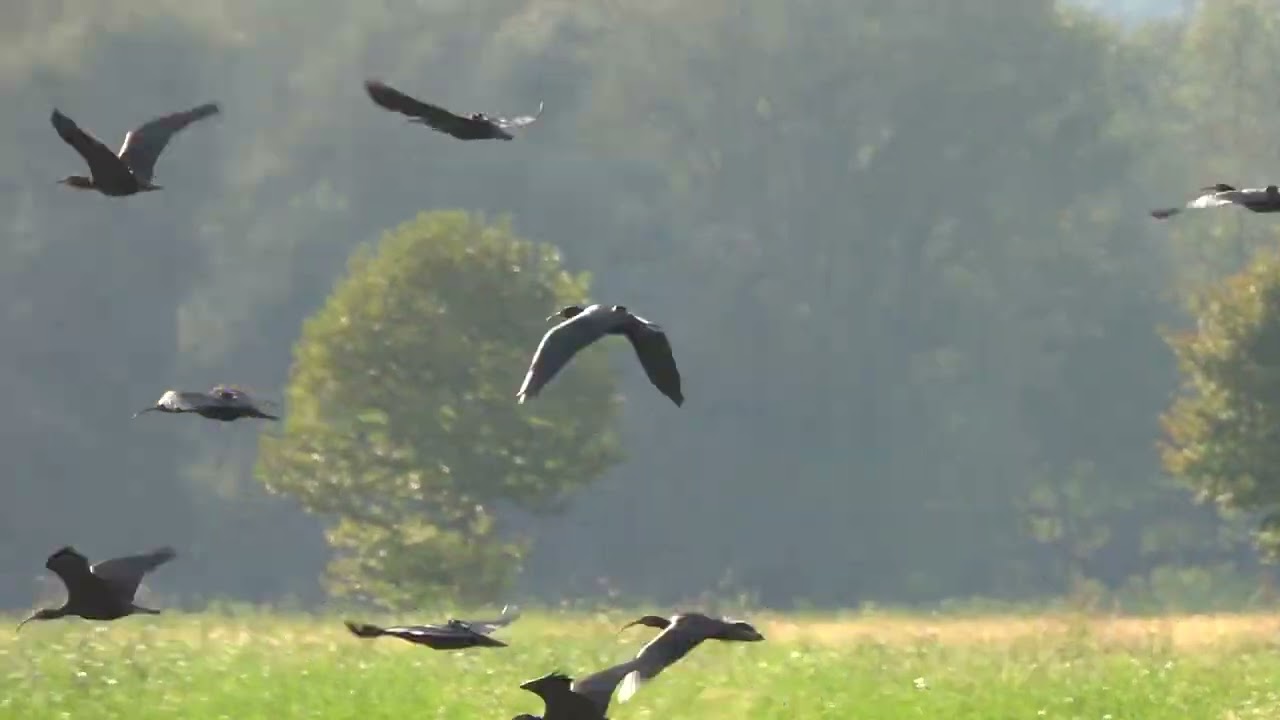 FRIULI 29-09-2025 La dura lotta degli IBIS EREMITA per la sopravvivenza.