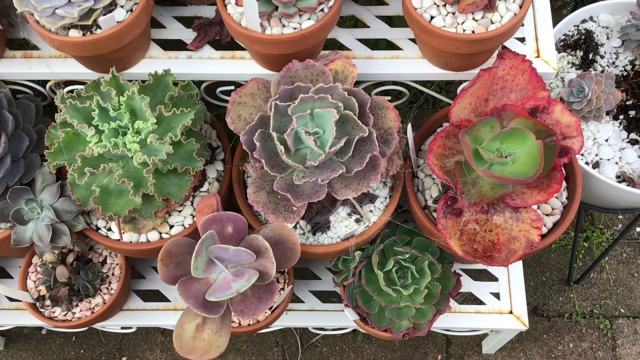 Succulent Nursery - Welcome to my garden
