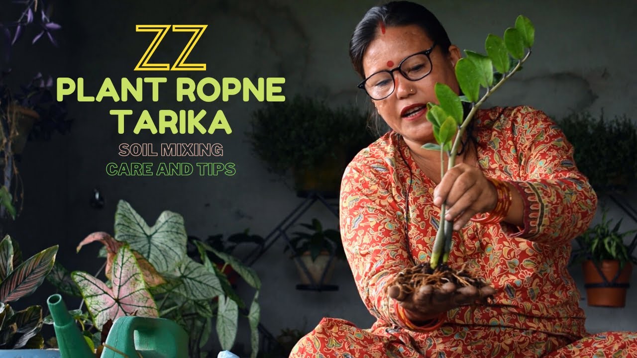 ZZ Plant Soil Needs I ZZ Plant Potting Mix I ZZ Plant Soil Mix I ZZ Plant Care and Tips I