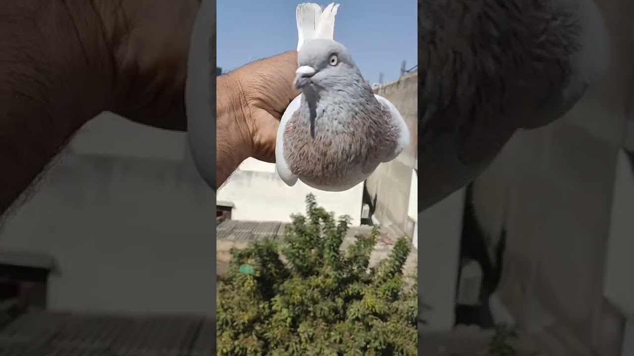 Nankana Sahib Wala lakha kabootar ( World Famous Pigeon Breed )