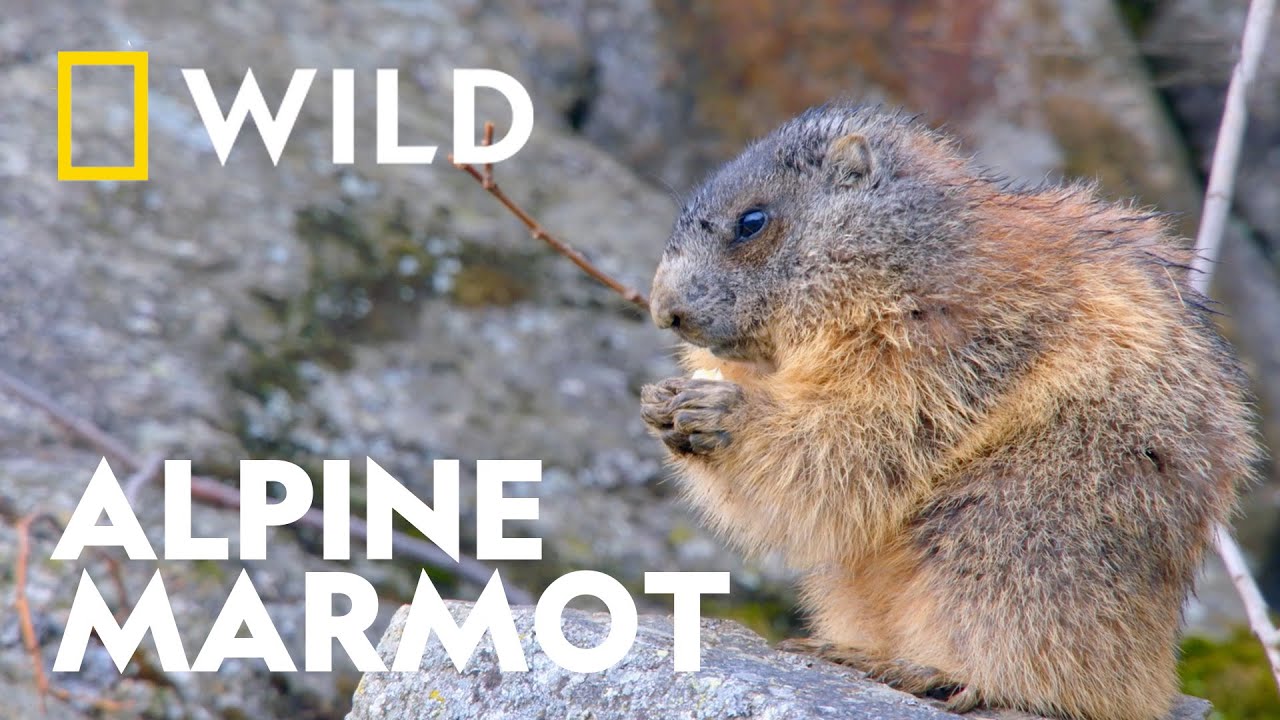 Alpine Marmot Emerges from Hibernation | Wild Europe | National Geographic UK