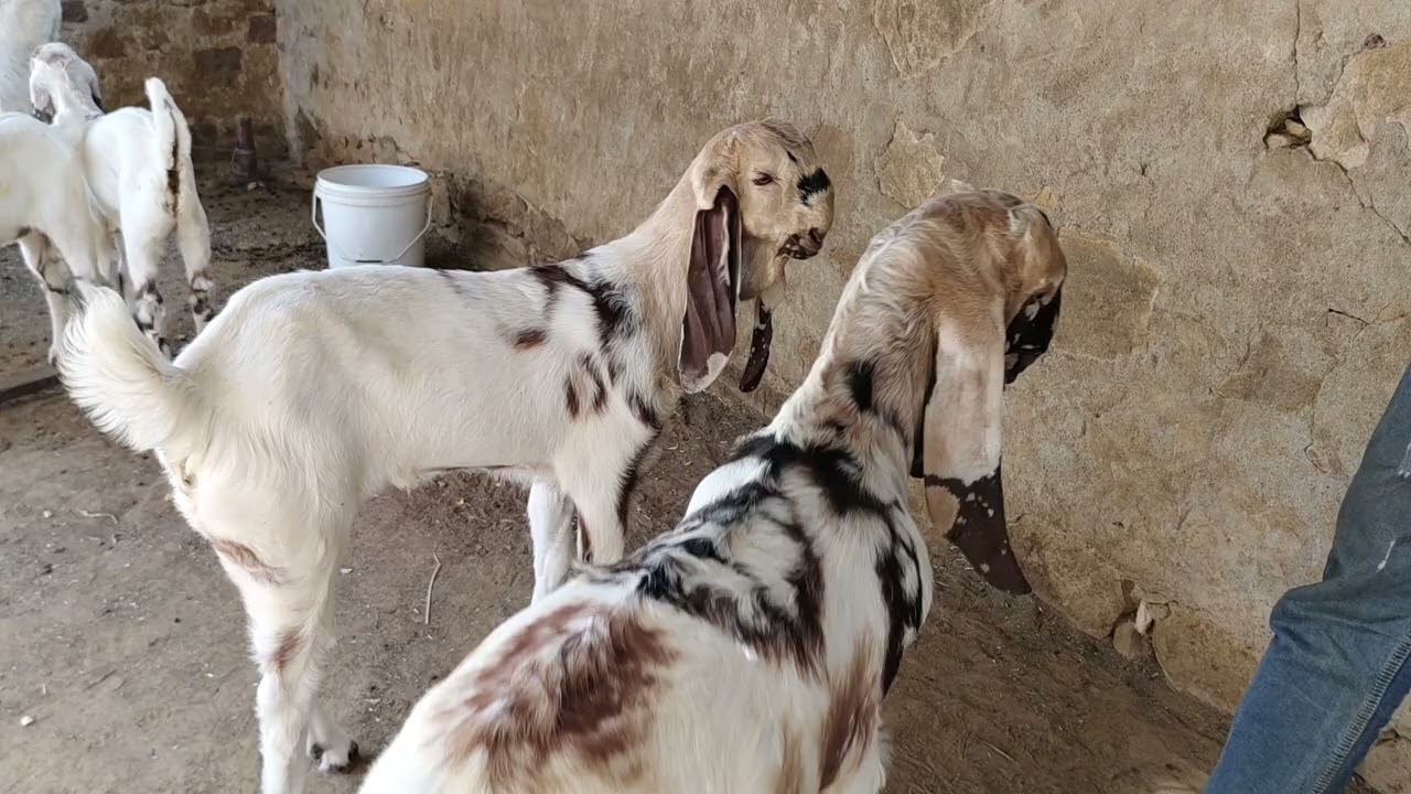 totapuri trending kids Chandni colour me full puch nember one quality #totapuribakri #totapurigoat