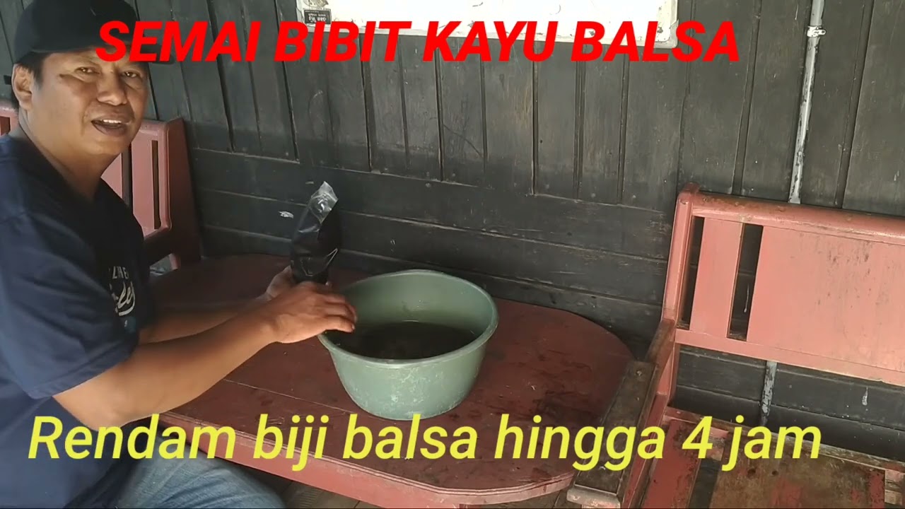 SEMAI BIBIT BALSA