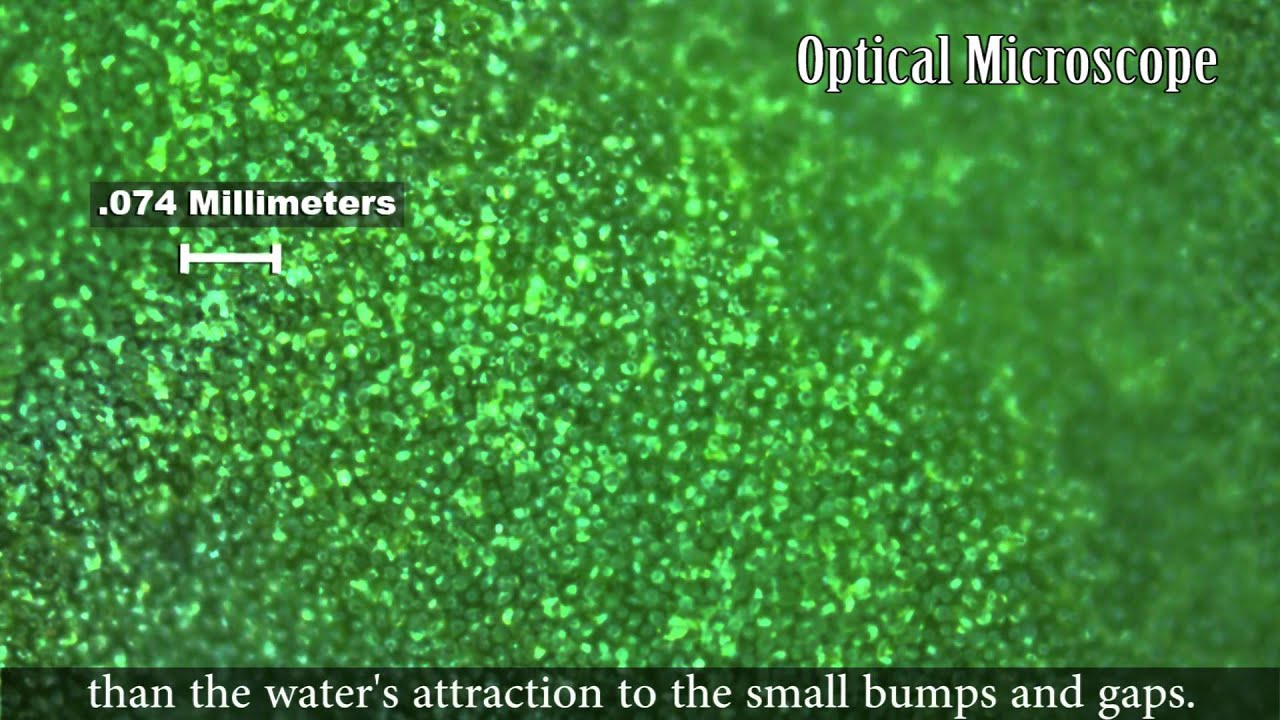 Zoom Into a Lotus Leaf (Narrated)