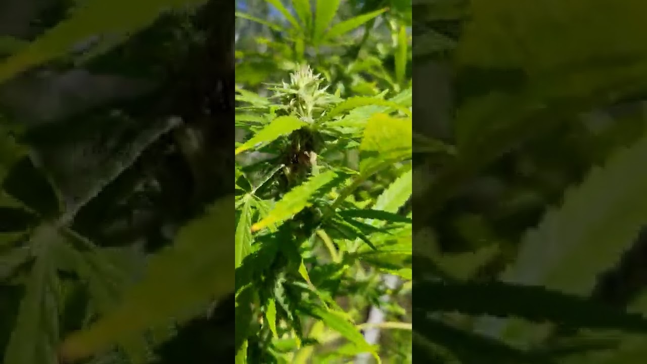 Bud Rot (Botrytis cinerea)