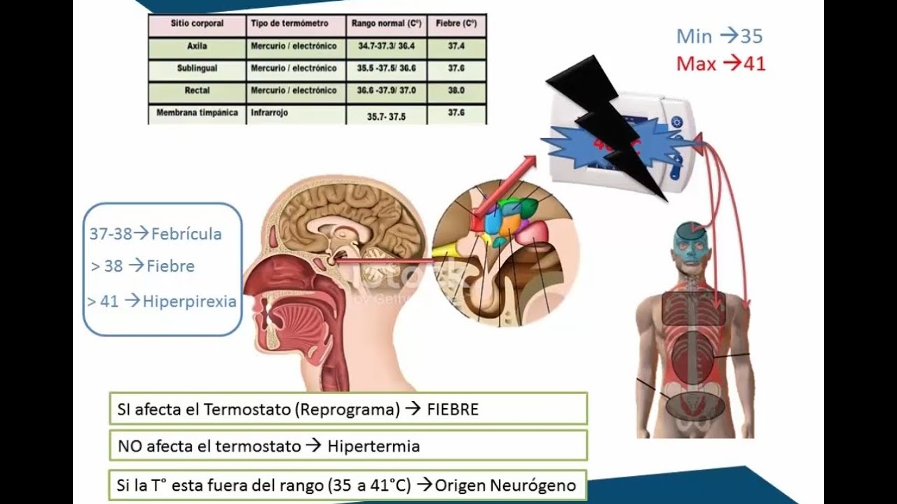 Regulación de la TEMPERATURA CORPORAL 🧠 -  FISIOLOGÍA DEL HIPOTÁLAMO