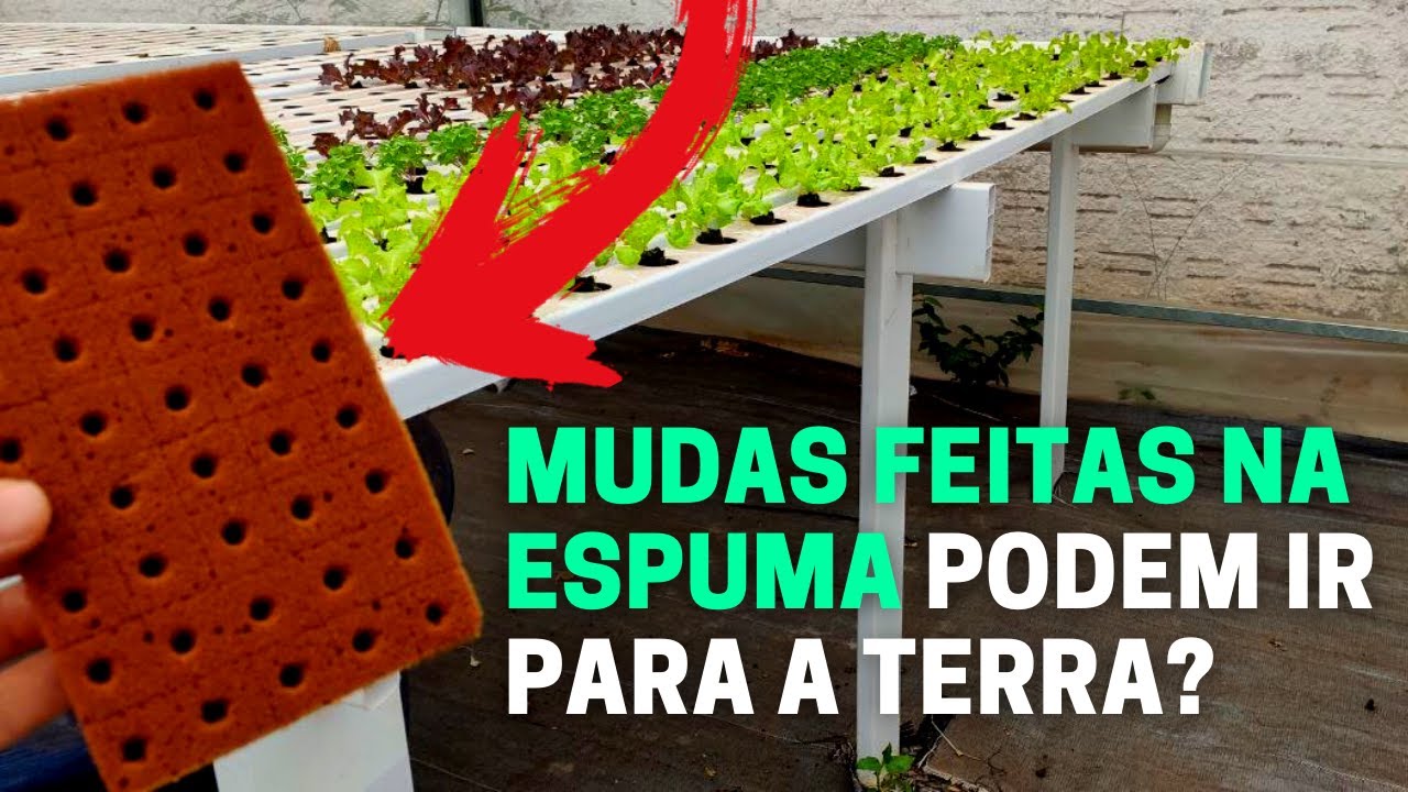 Mudas produzidas na Espuma Fen&oacute;lica podem ir para o solo?
