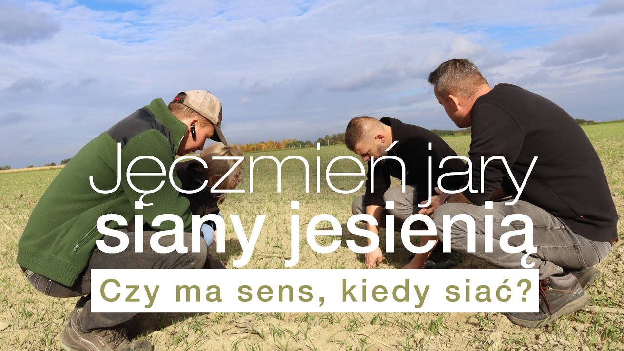 Jak uzyskać lepsze plony zbóż? Czy siew jęczmienia jarego jesienią ma sens? Odmiana Avatar!
