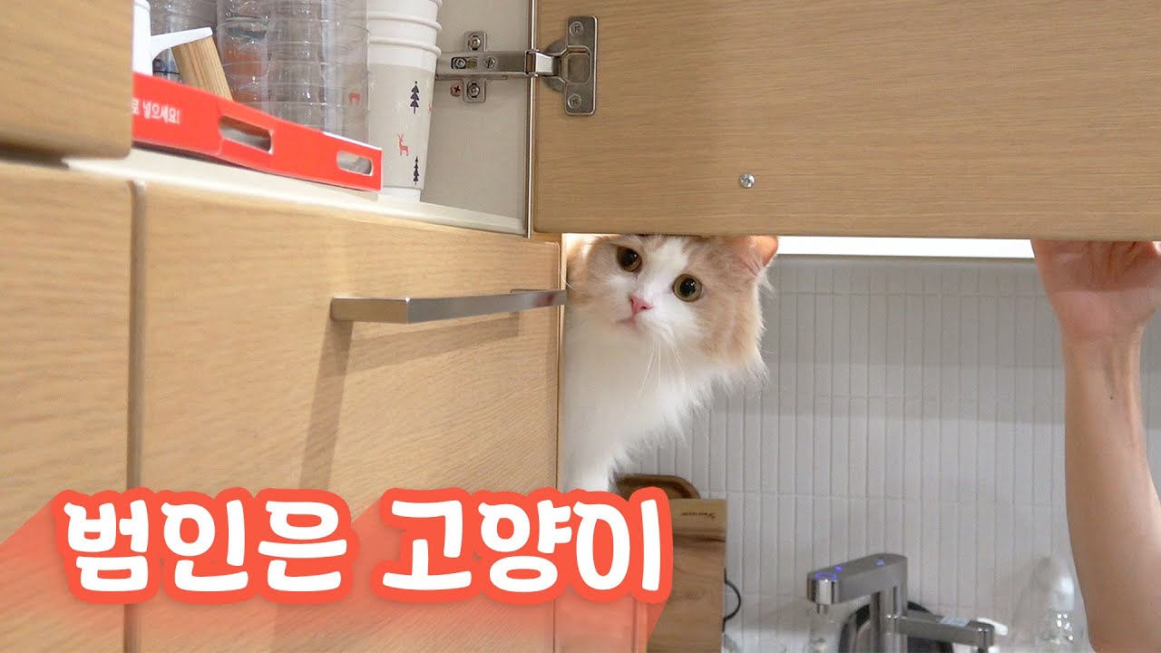 고양이가 집에 불을 냈다고? (2021 메타버스 서울안전한마당 - 크집사 / 생활안전 편)