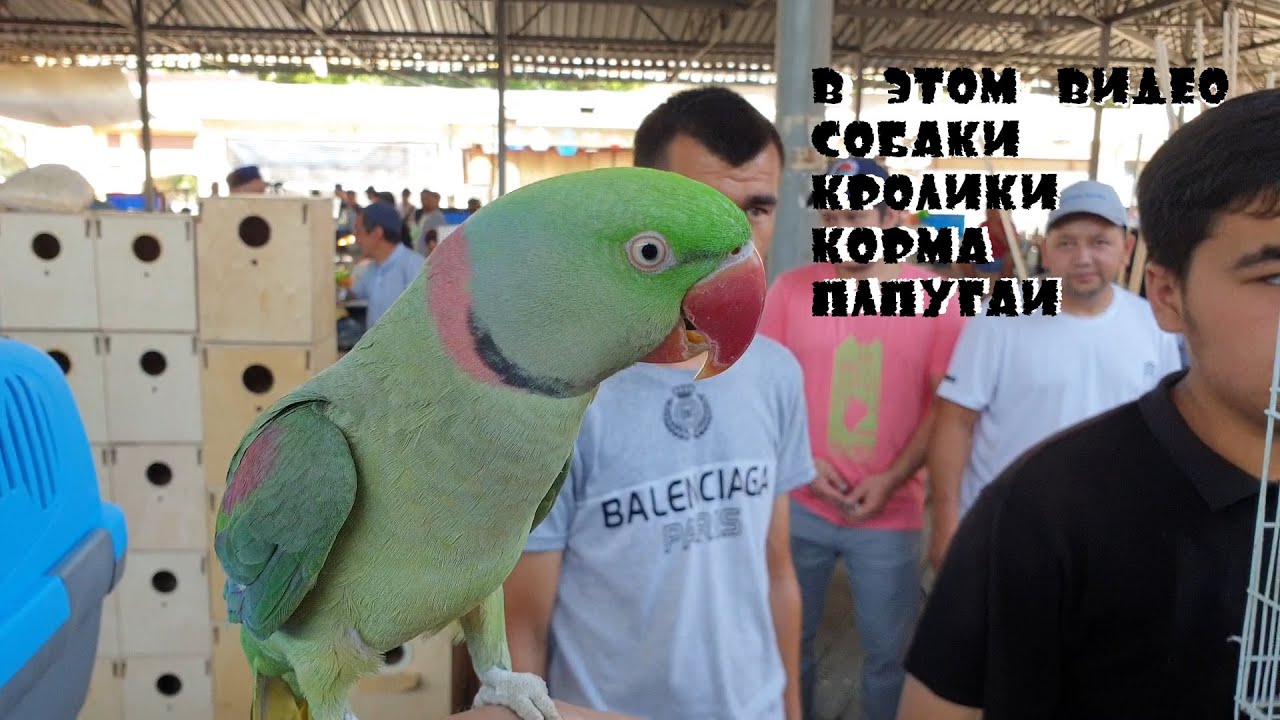 Тошкент қуш бозори: II Птичий рынок Ташкент кролики, ежи, попугаи, птицы (funny animals )