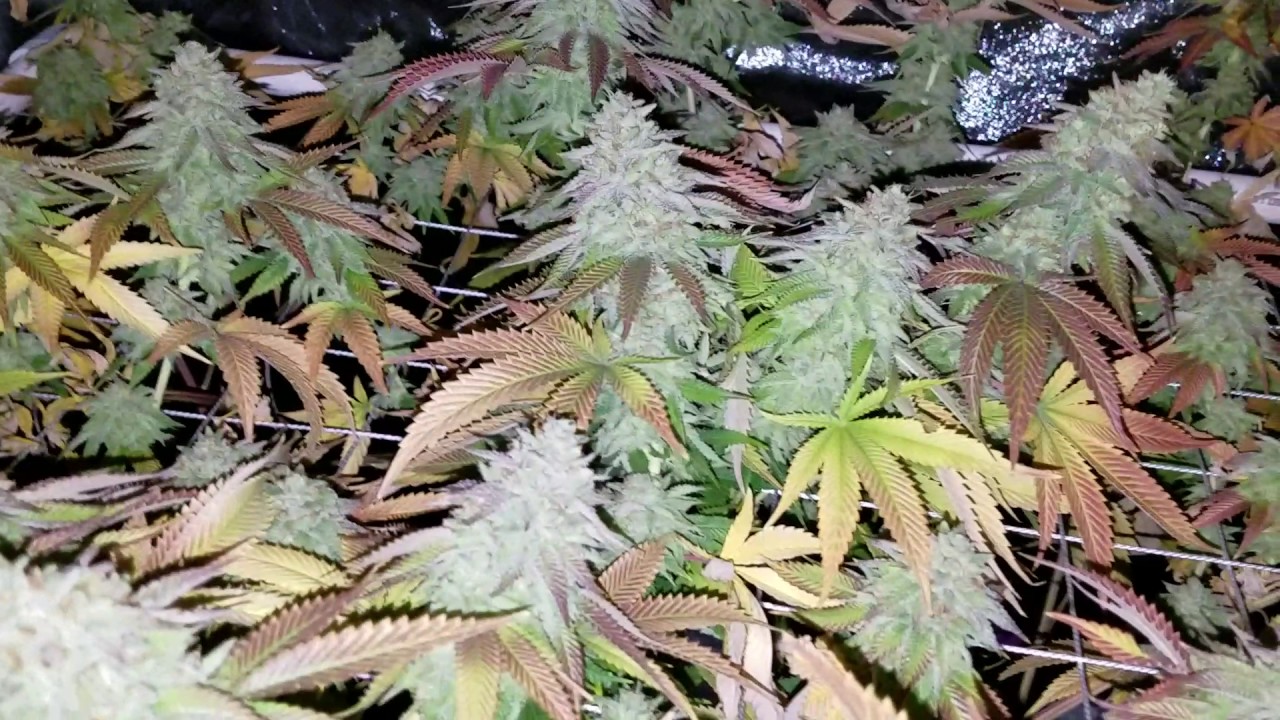 Sunset Sherbet Harvest day