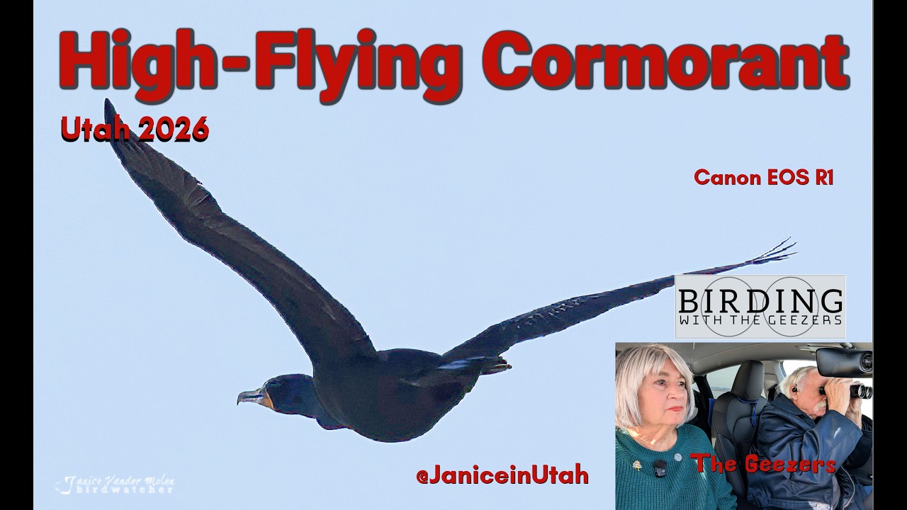 High-Flying Cormorant