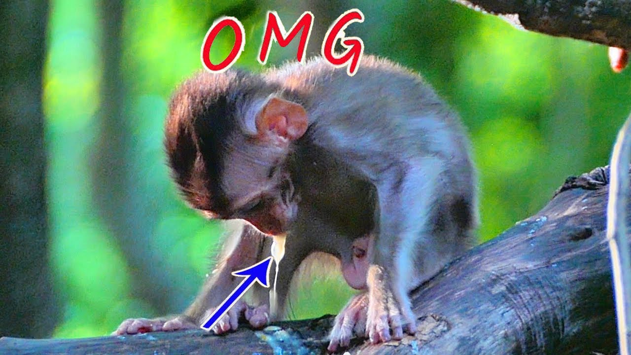 Oh God! baby monkey is vomit out food after eating really s@d, Mother monkey please h_elp